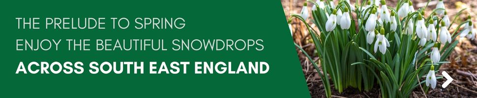 Enjoy the beautiful snowdrops across South East England 